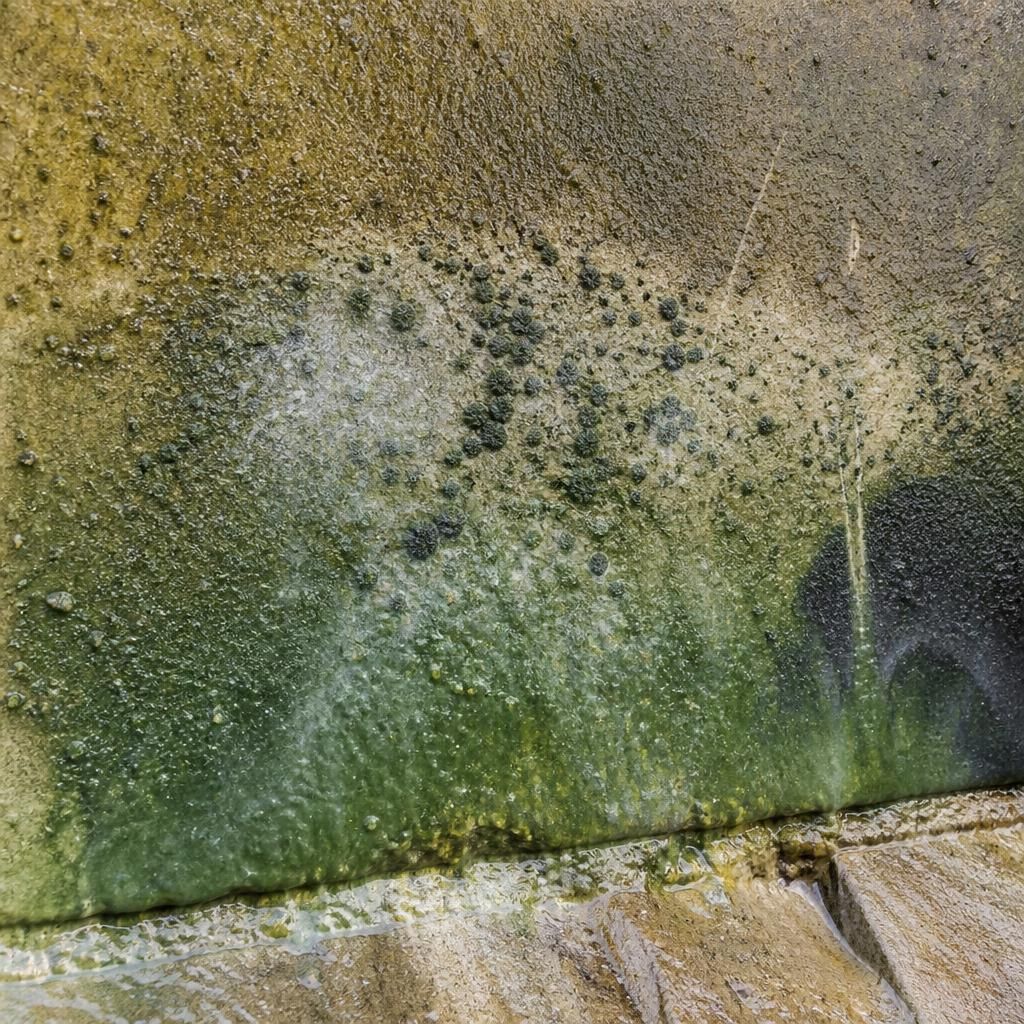 Microbial activity breaking down contaminants